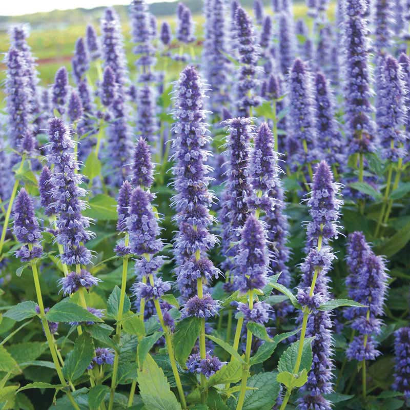 Blue Fortune Hummingbird Mint