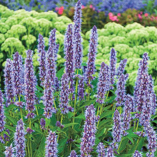 Blue Fortune Hummingbird Mint