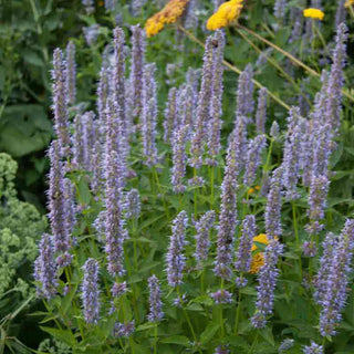 Blue Fortune Hummingbird Mint