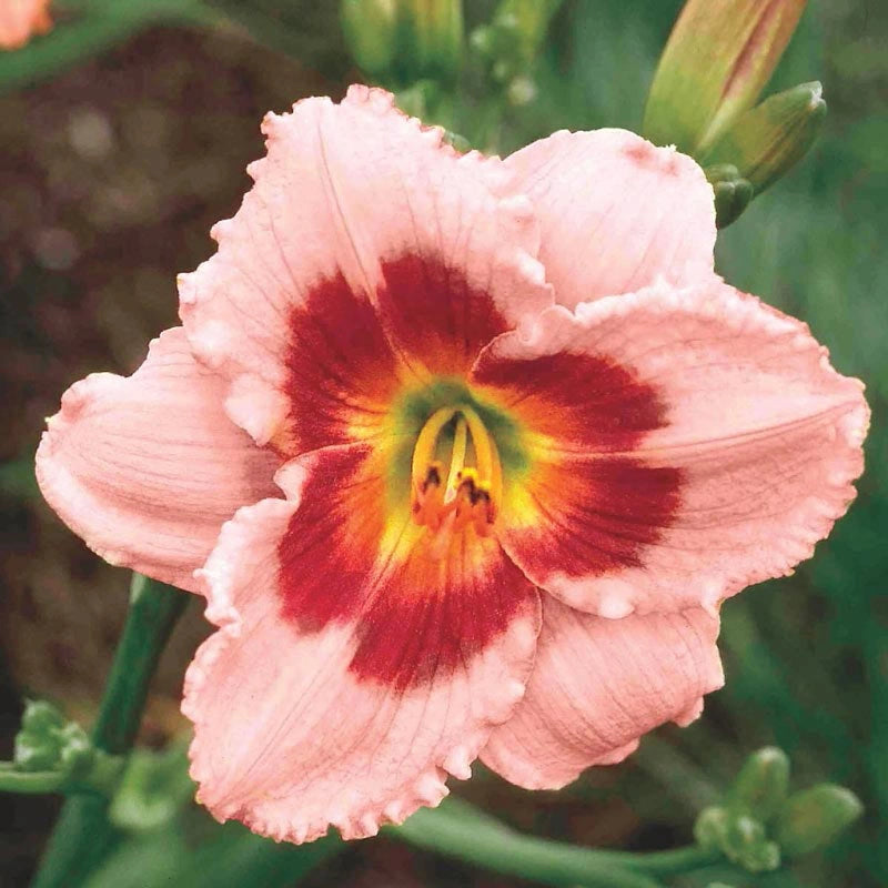 Wineberry Candy Jumbo Daylily