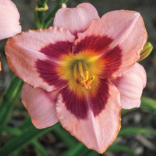 Wineberry Candy Jumbo Daylily