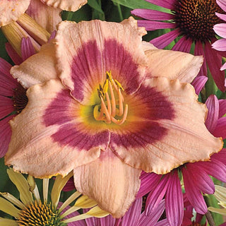 Wineberry Candy Jumbo Daylily