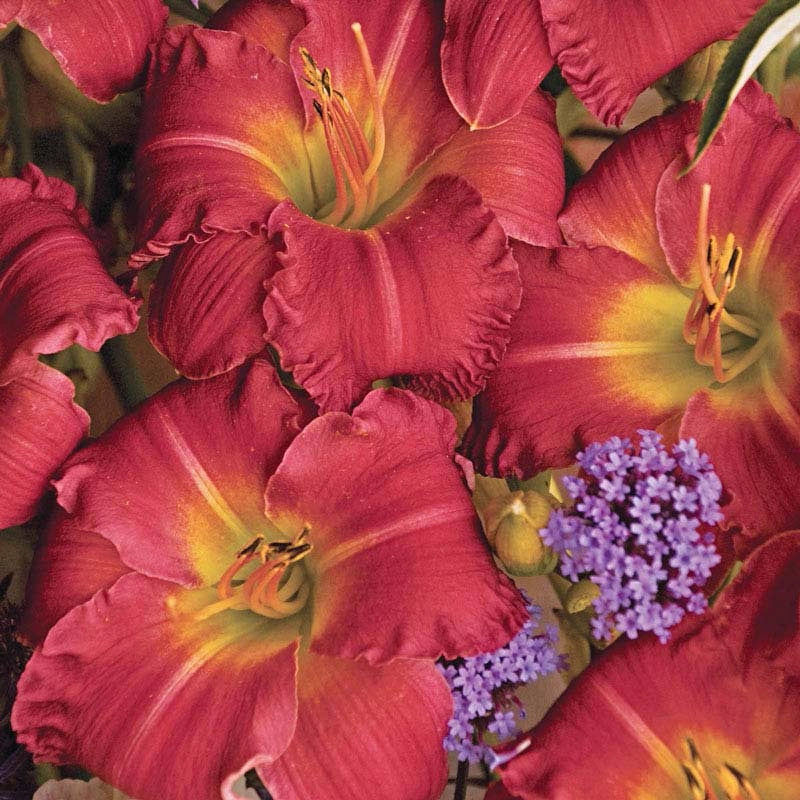 Earlybird Cardinal™ Reblooming Daylily