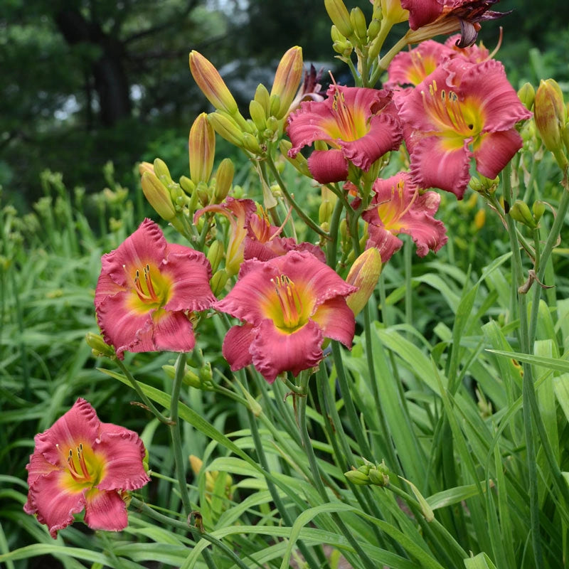 Earlybird Cardinal™ Reblooming Daylily