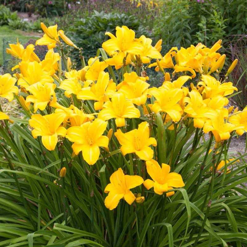 Buttered Popcorn Jumbo Daylily