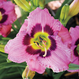 Always Afternoon Jumbo Daylily