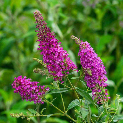 Color Crush Butterfly Bush