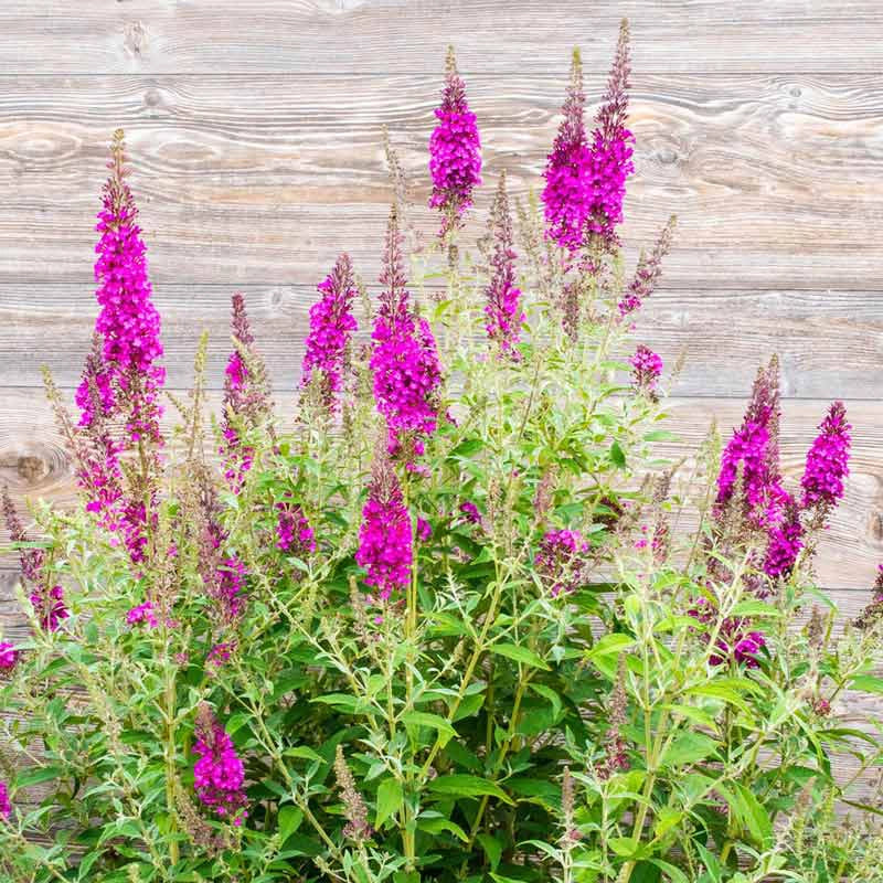 Color Crush Butterfly Bush