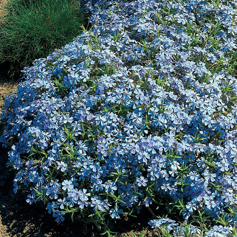 Blue Carpet Phlox