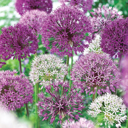 Giant Allium Mixed