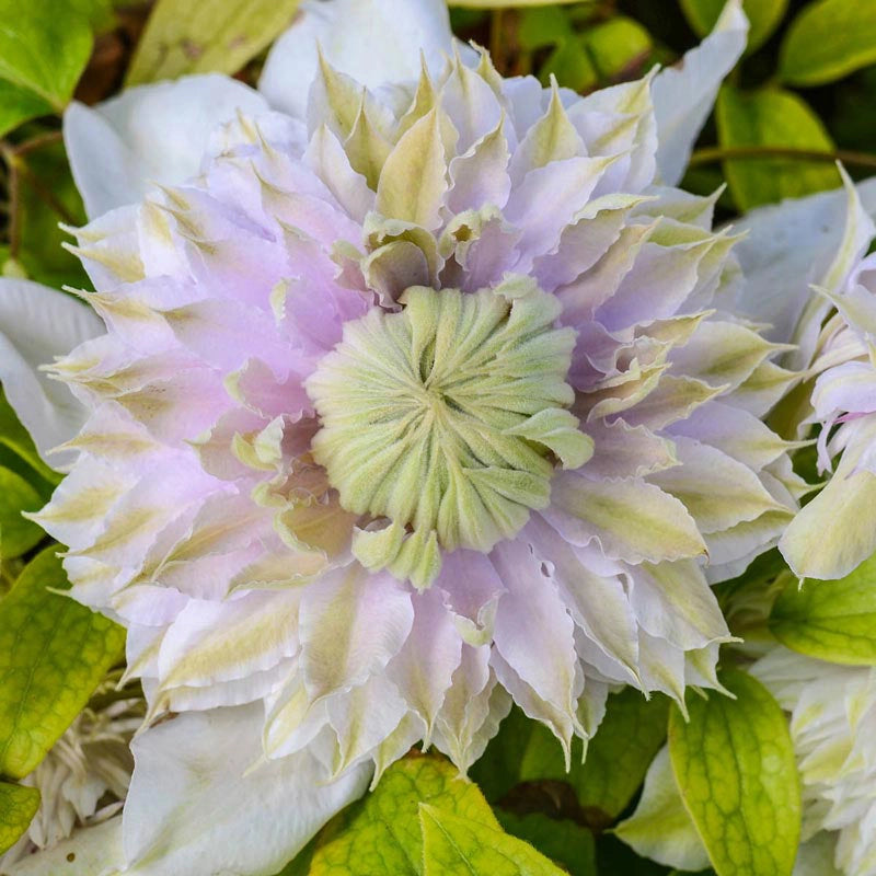 Clematis Moonglow