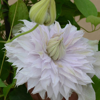 Clematis Moonglow
