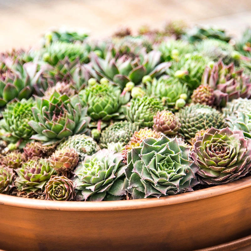 do succulents need deep or shallow pots Succulent Planter with Saucer