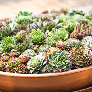 Succulent Planter with Saucer