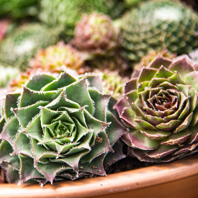 shallow plant pots for succulents Succulent Planter With Saucer