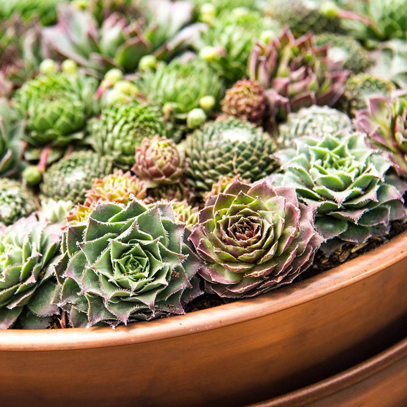 planters succulents Succulent Planter With Saucer