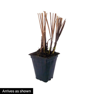 Fox Trot Fountain Grass