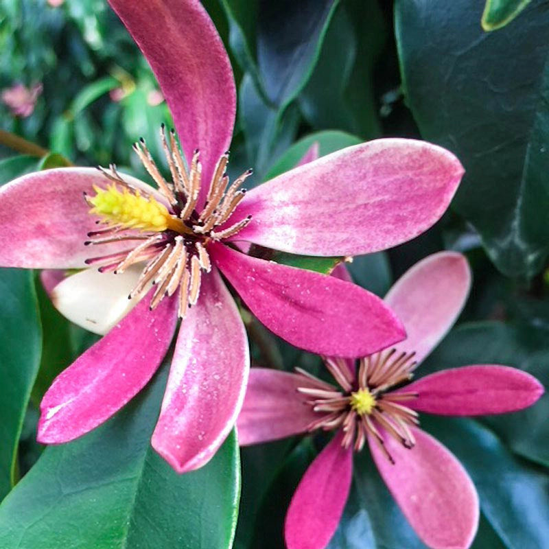 Stellar Ruby Magnolia Tree