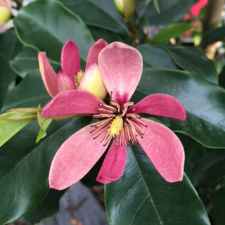 Stellar Ruby Magnolia Tree