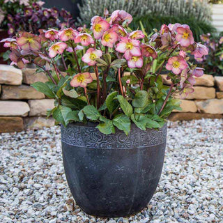 Cheryl's Shine Frostkiss® Hellebore