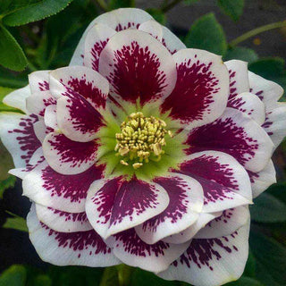 Shotgun Wedding Lenten Rose