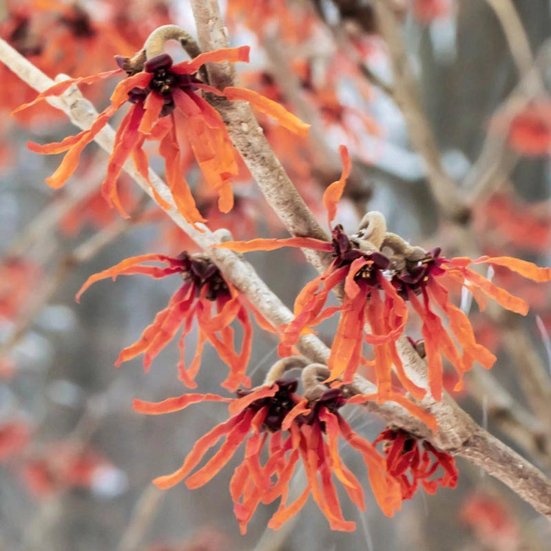 Diane Witch Hazel Shrub