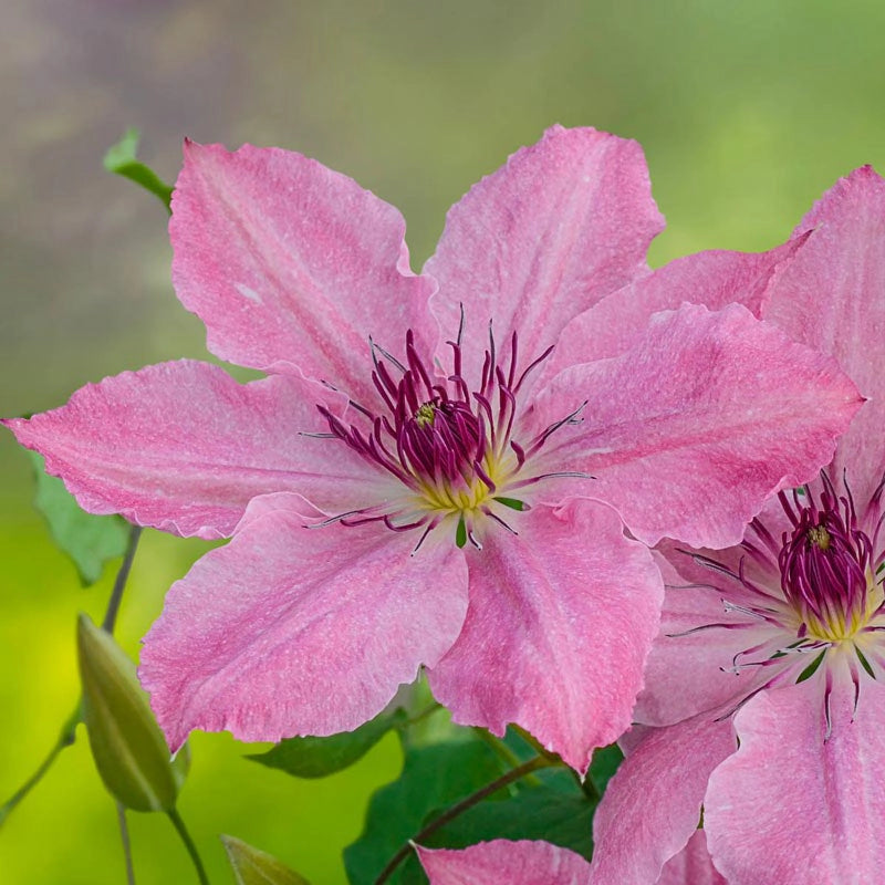 Clematis Sarah Elizabeth™