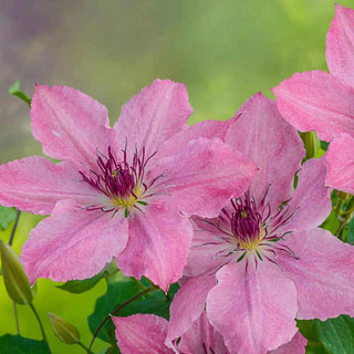 Clematis Sarah Elizabeth™