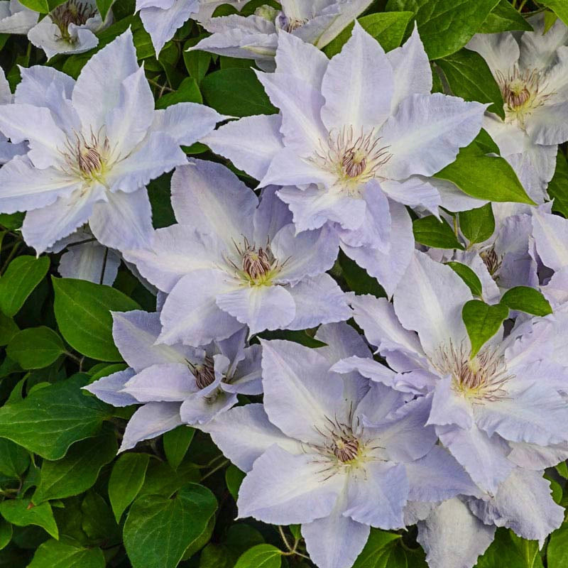 Clematis Tranquilite™