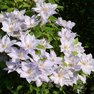 Clematis Tranquilite™