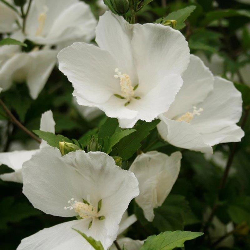 Diana Hardy Hibiscus