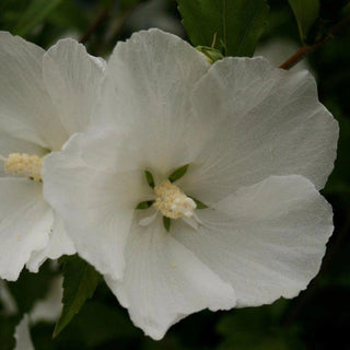 Diana Hardy Hibiscus