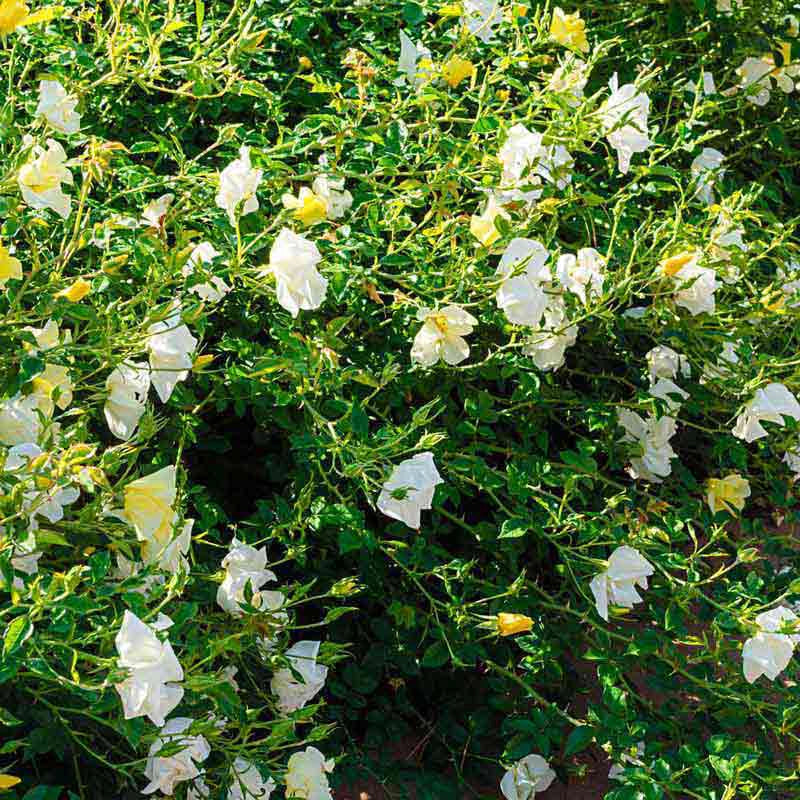 Knock Out® Sunny Yellow Rose