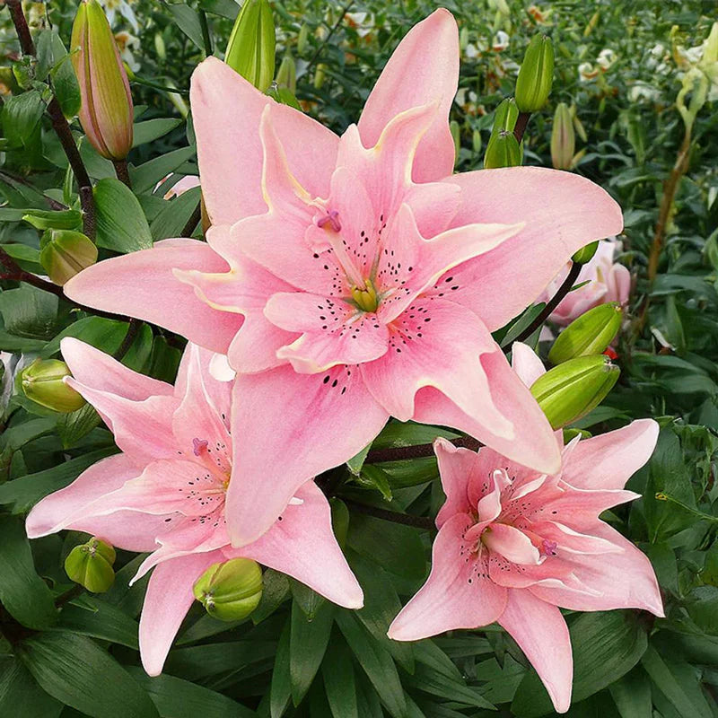 ladylike asiatic lily Elodie Double Asiatic Lily – Spring Hill Nurseries
