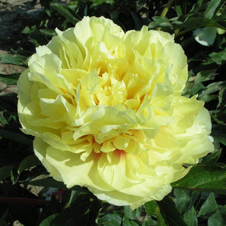 Duchesse de Lorraine Itoh Peony