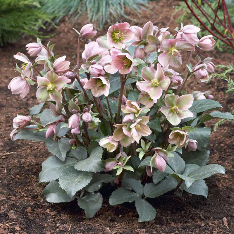 Angel Glow Frostkiss® Hellebore