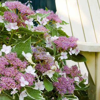 Light-O-Day® Hydrangea