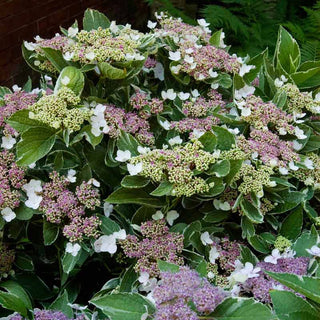 Light-O-Day® Hydrangea