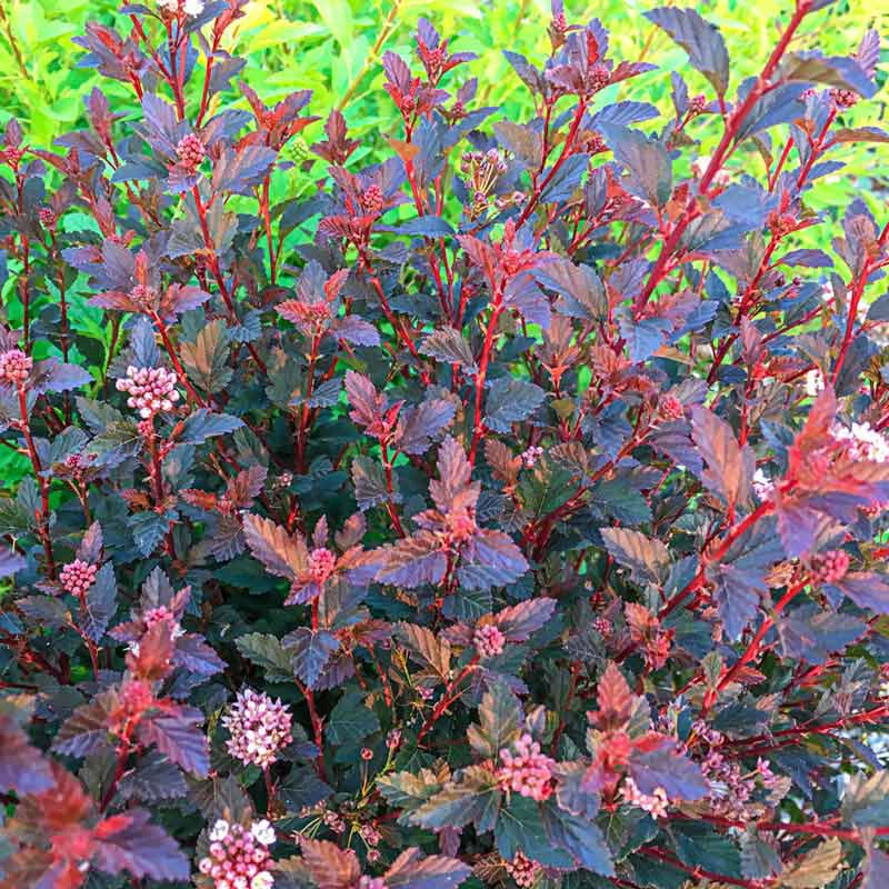 Compact Ninebark Ninebark Shrubs for sale | Spring Hill Nurseries – Spring Hill Nursery