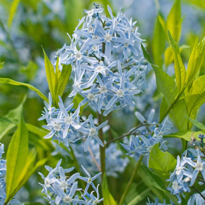 Glacier Blue Amsonia