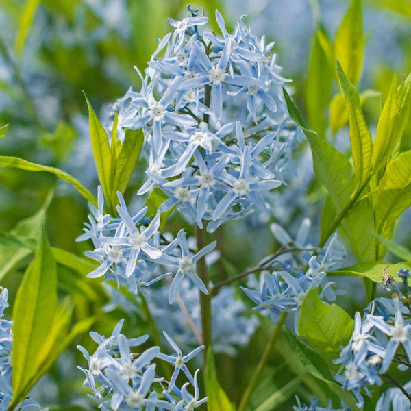 Blue Glacier Amsonia | Shop Bluestar