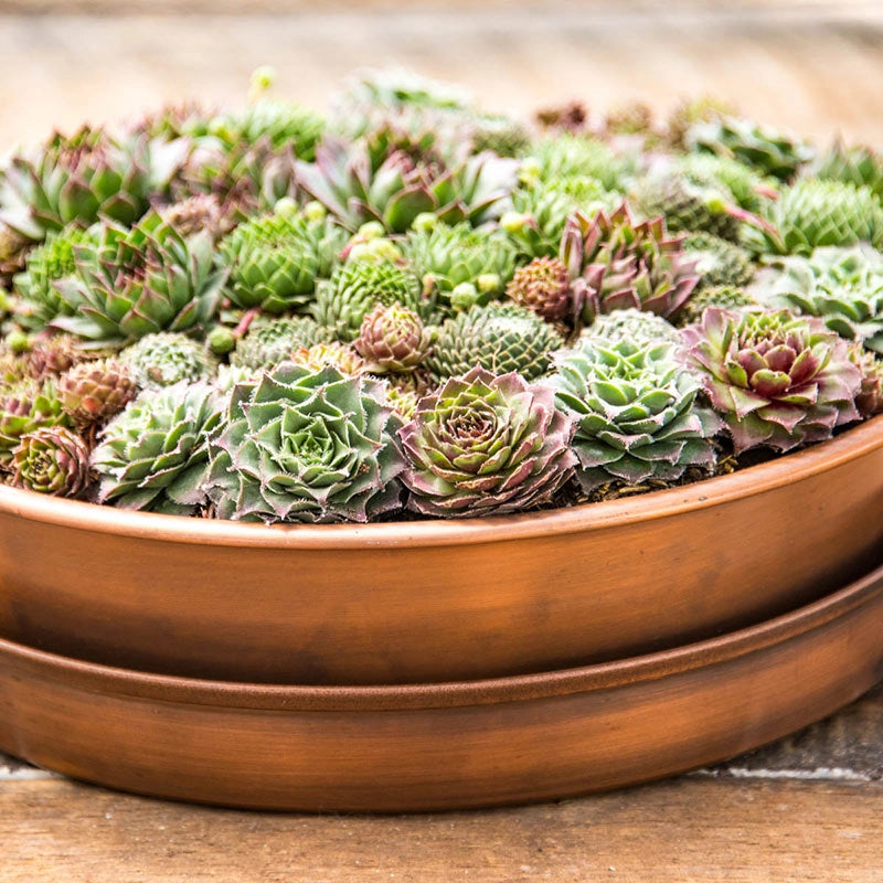 Succulents in Copper