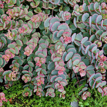 Succulents in Copper