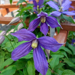 Clematis Chloe