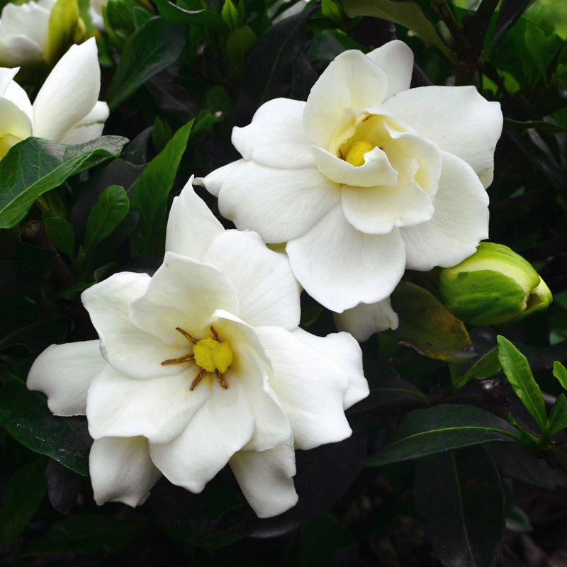 Sweet Tea™ Gardenia