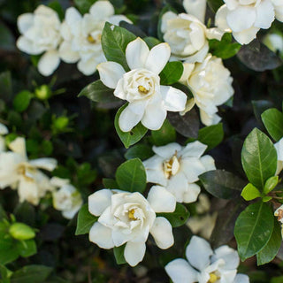 Sweet Tea™ Gardenia