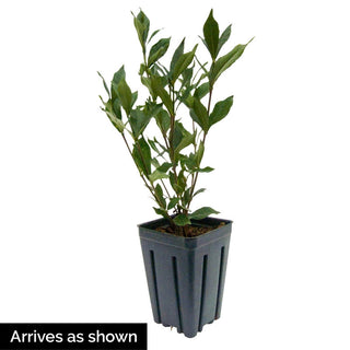 Sweet Tea™ Gardenia