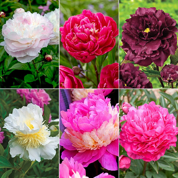 The Works - A Complete Peony Garden | Spring Hill Nurseries