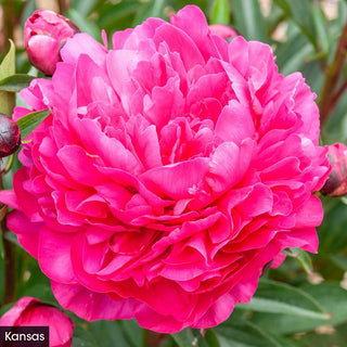 The Works– Peony Collection