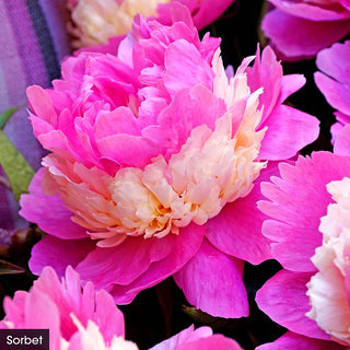 The Works– Peony Collection